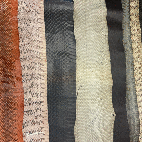 Exotic Assorted Snake Skins