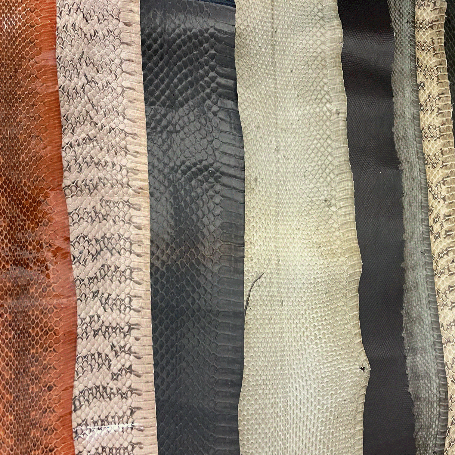Exotic Assorted Snake Skins